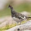 Ptarmigan (Lagopus mutus) adult male in summer plumage stood on rock